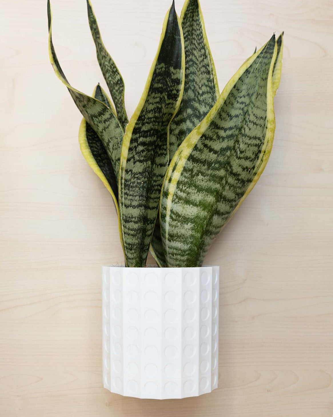 Blumentopf 3D, Gepunktetes Design