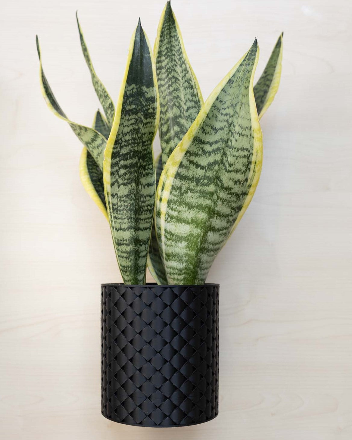 Blumentopf 3D, Gestepptes Design