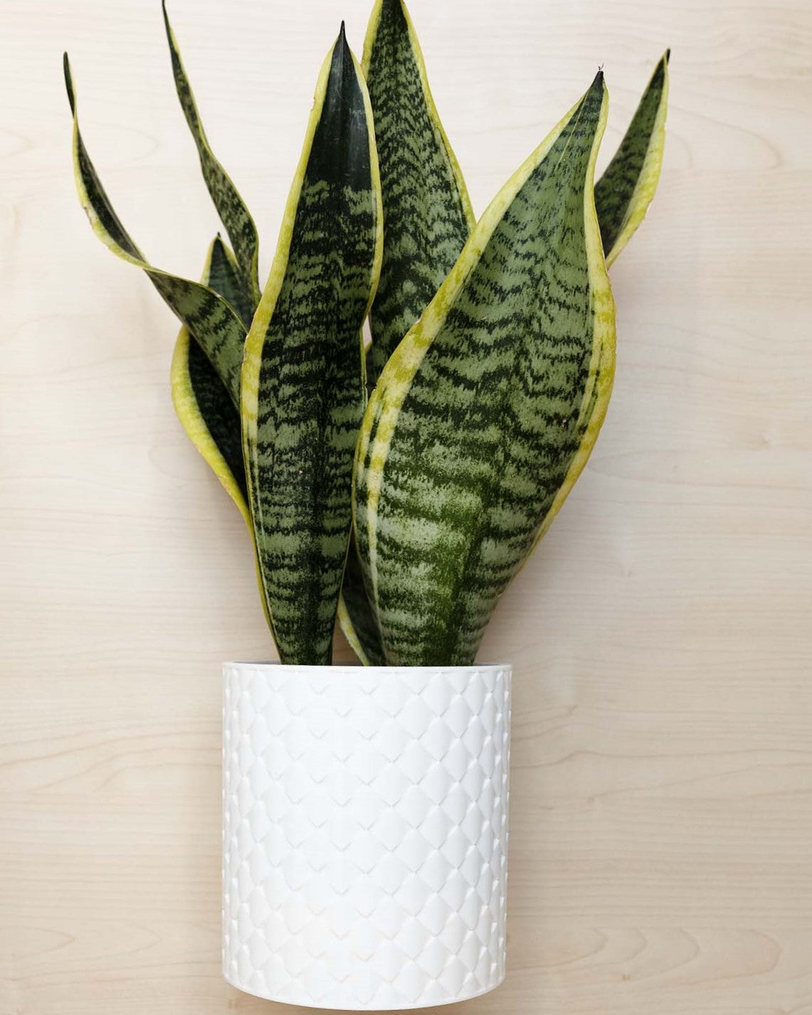 Blumentopf 3D, Gestepptes Design