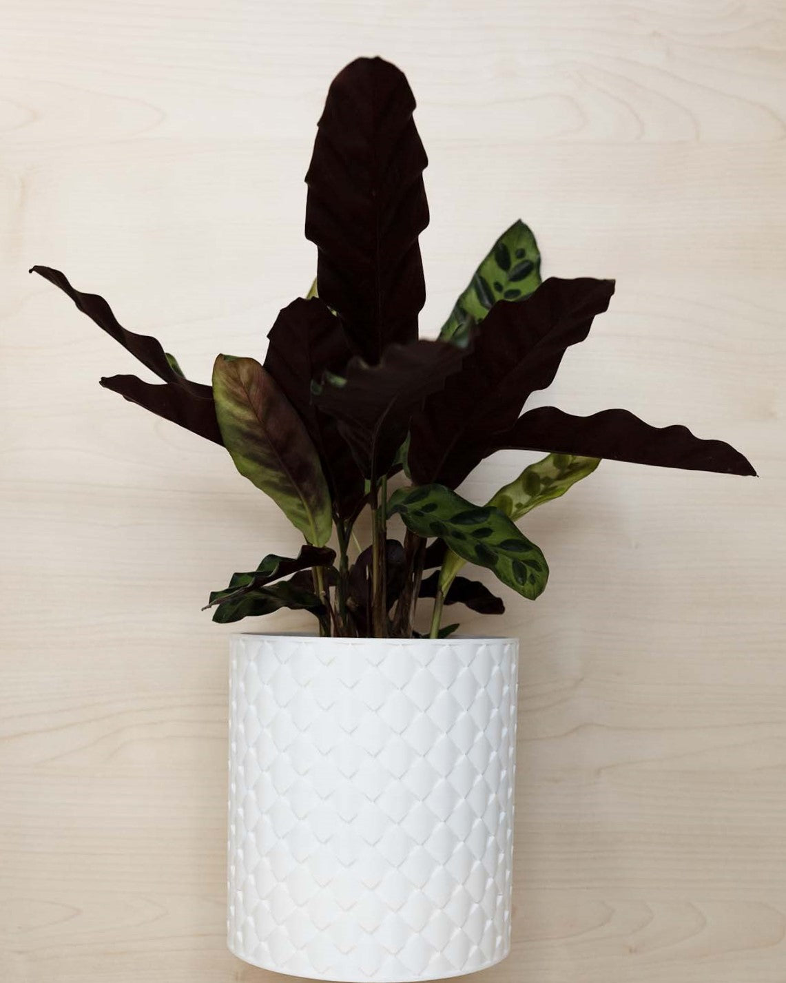 Blumentopf 3D, Gestepptes Design