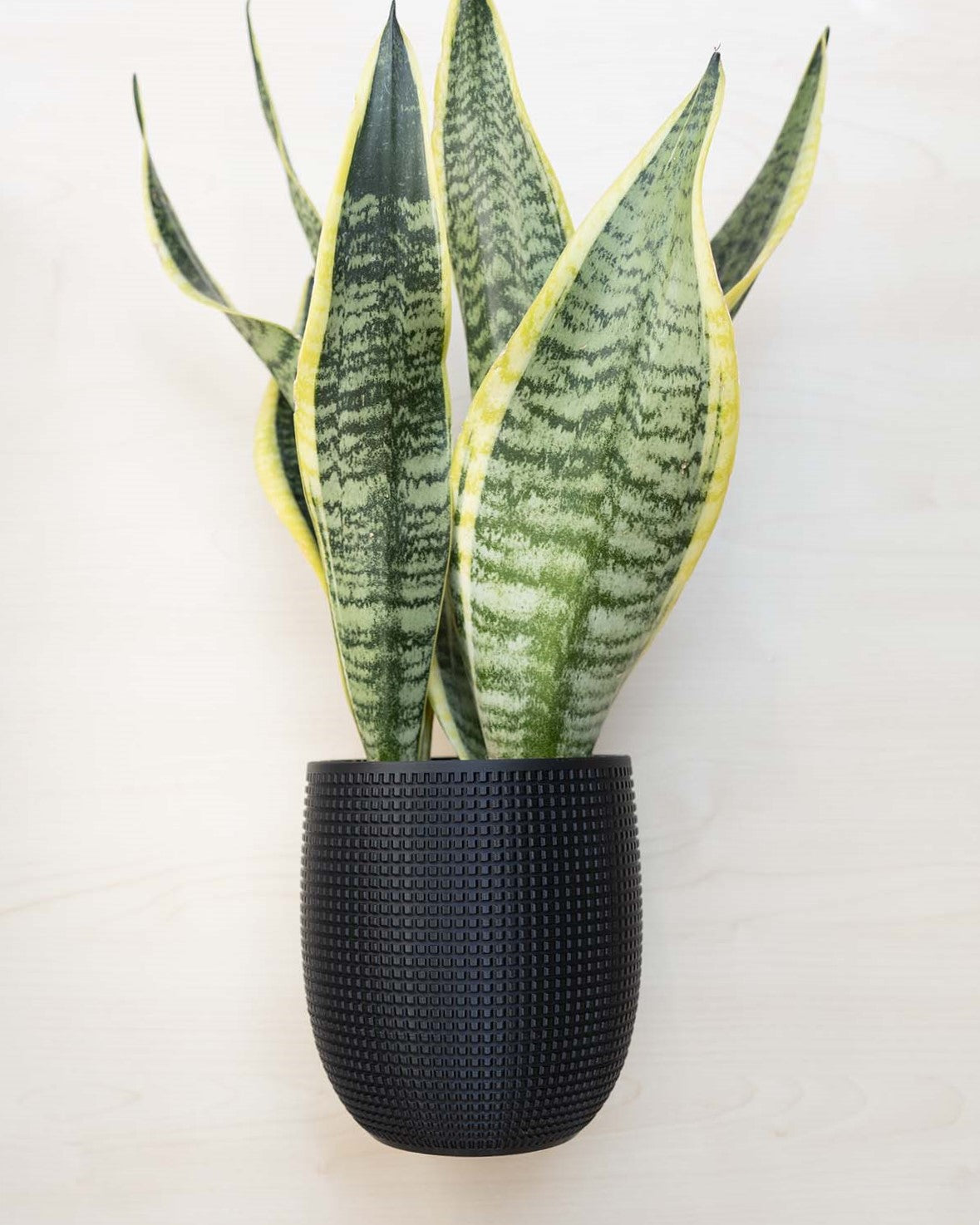 Blumentopf 3D, Das Grid