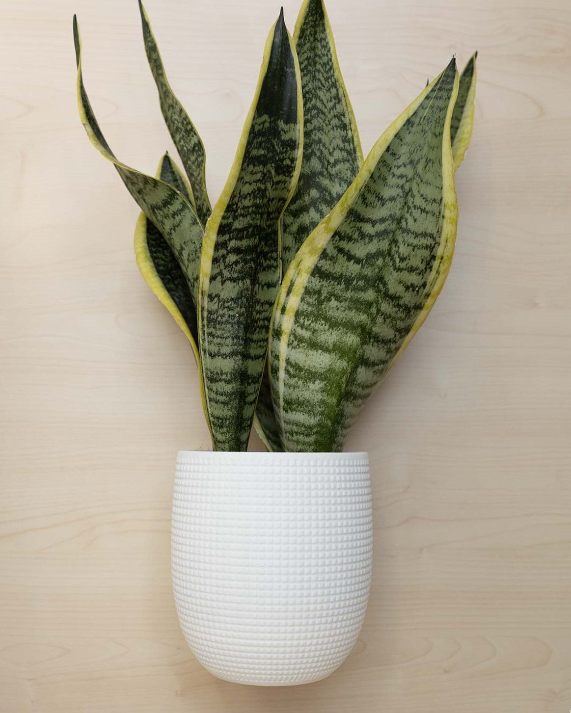 Blumentopf 3D, Das Grid