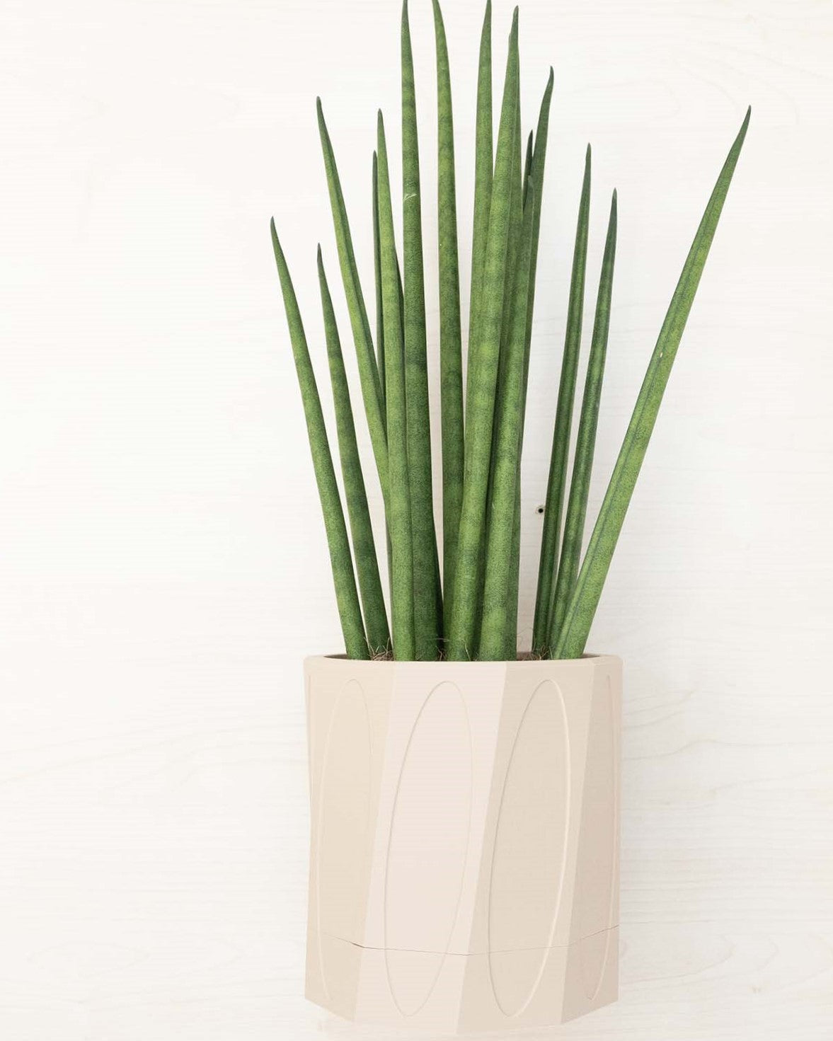 Wall Planter With Hidden Drip Tray