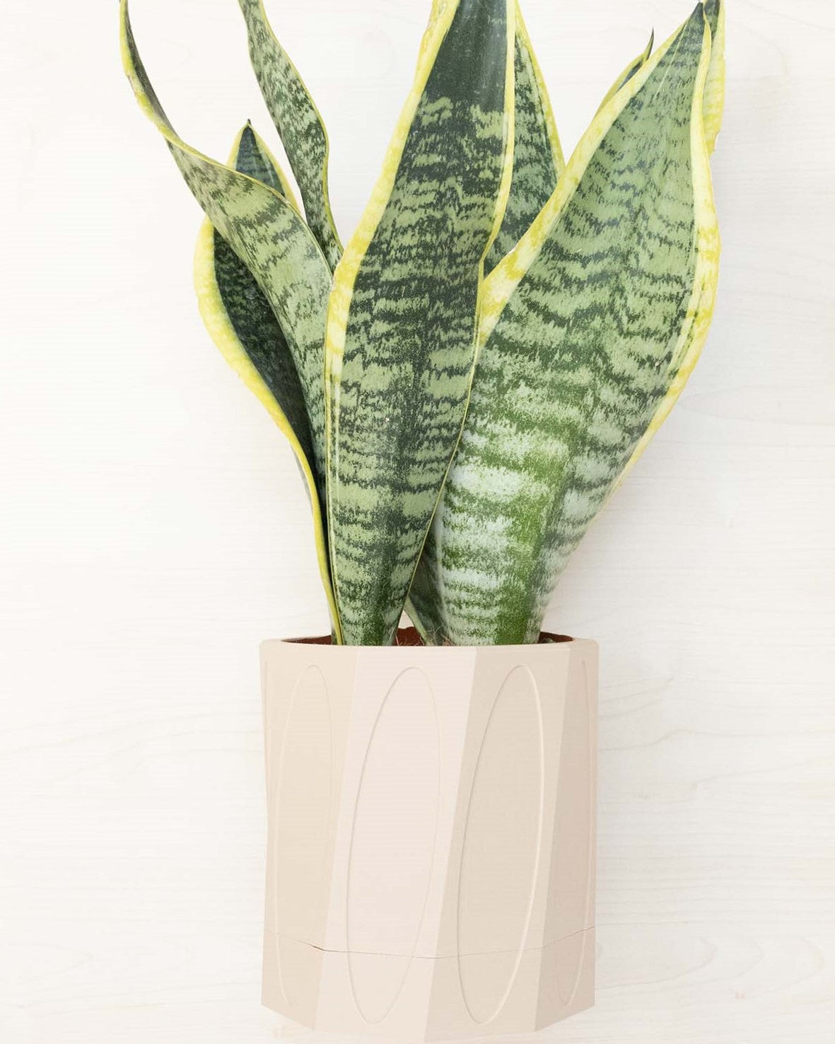 Wall Planter With Hidden Drip Tray
