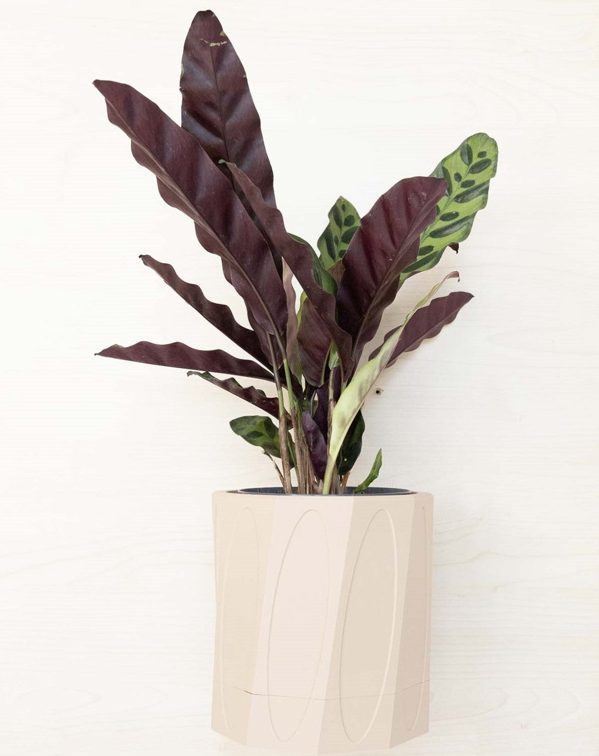 Wall Planter With Hidden Drip Tray