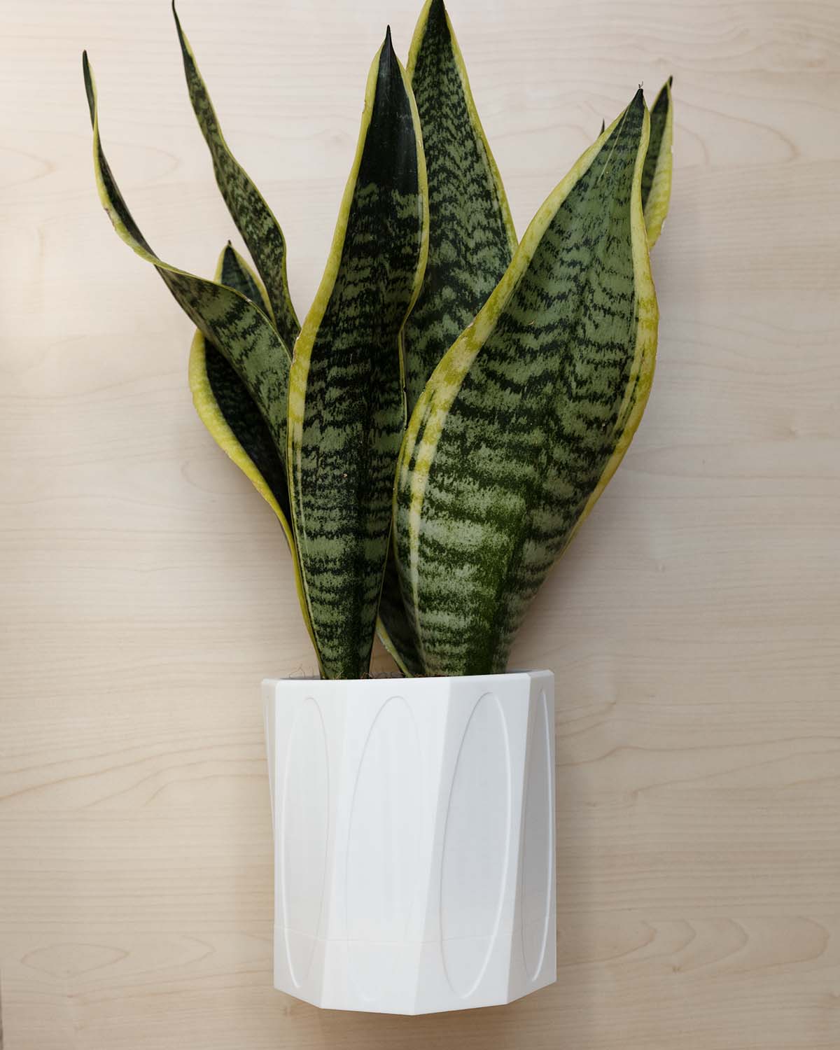 Wall Planter With Hidden Drip Tray