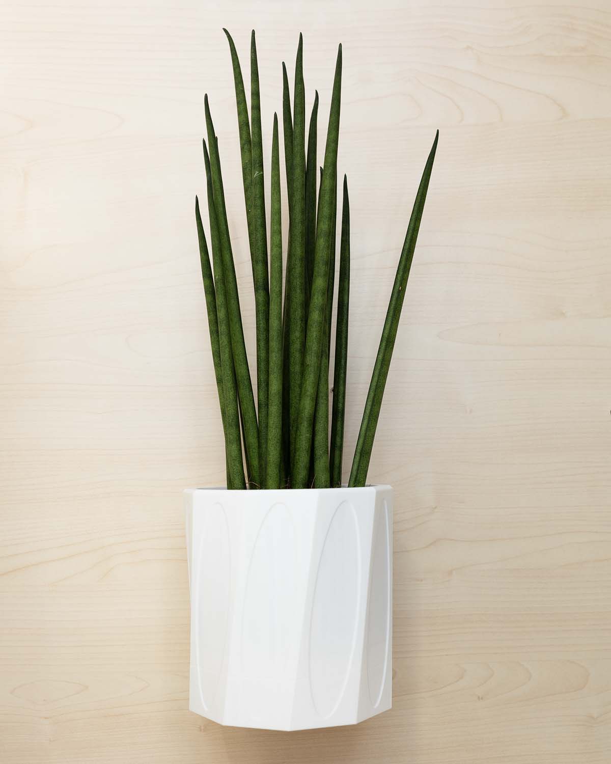 Wall Planter With Hidden Drip Tray