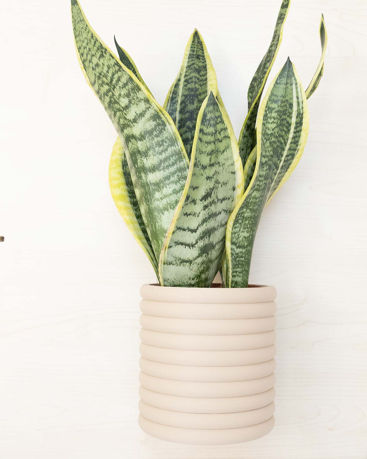 Wall Planter With Hidden Drain Tray