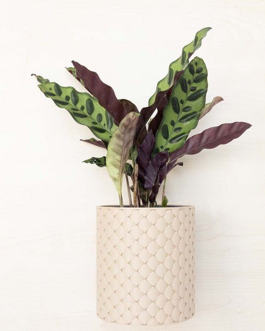 Wall Planter - The Quilted 3D Printed