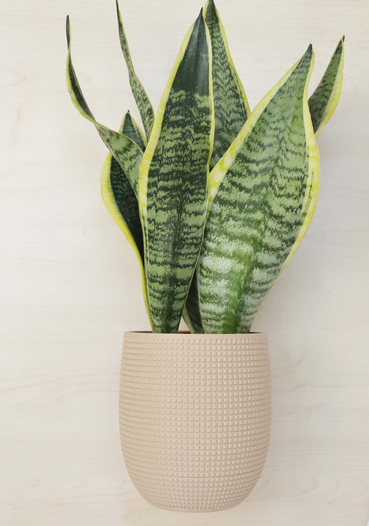 Tabletop Planter With Hidden Drip Tray
