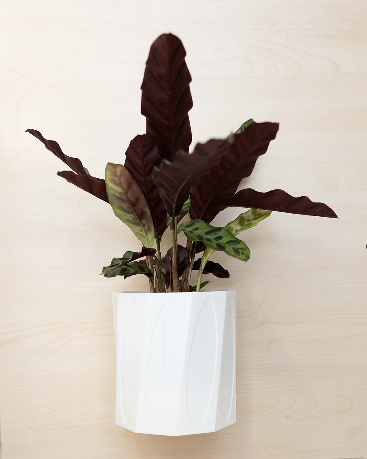 Wall Planter With Hidden Drip Tray