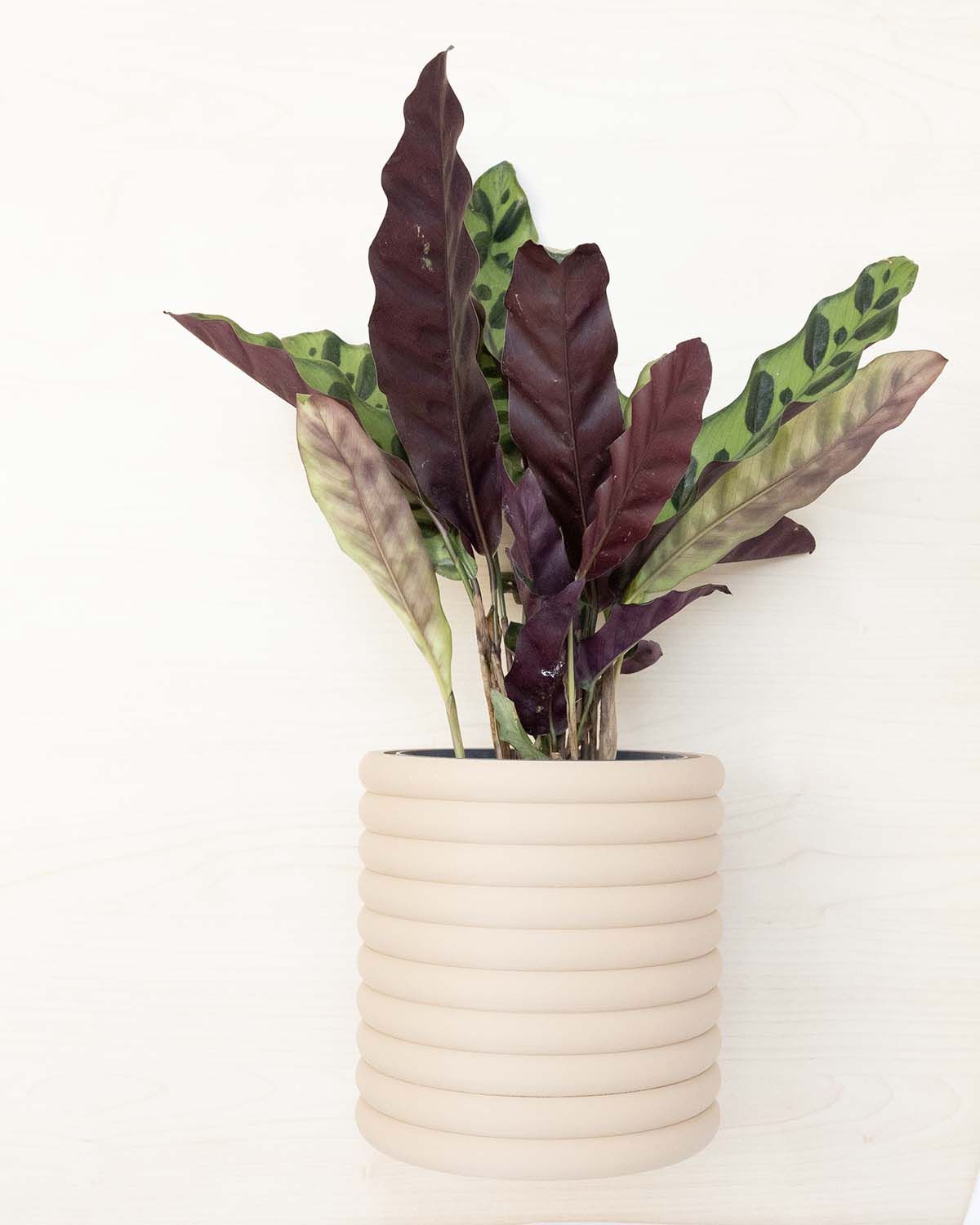 Wall Planter With Hidden Drain Tray
